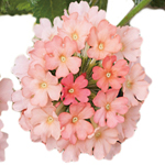 Verbena Vera Trailing Peach